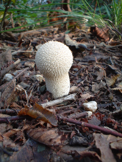 Craterellus tubaeformis, Lycoperdon caudatum (?)